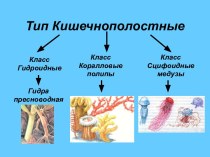 Тип Кишечнополостные