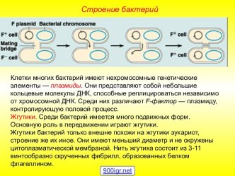 Строение и значение бактерий