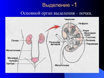 Выделение-1