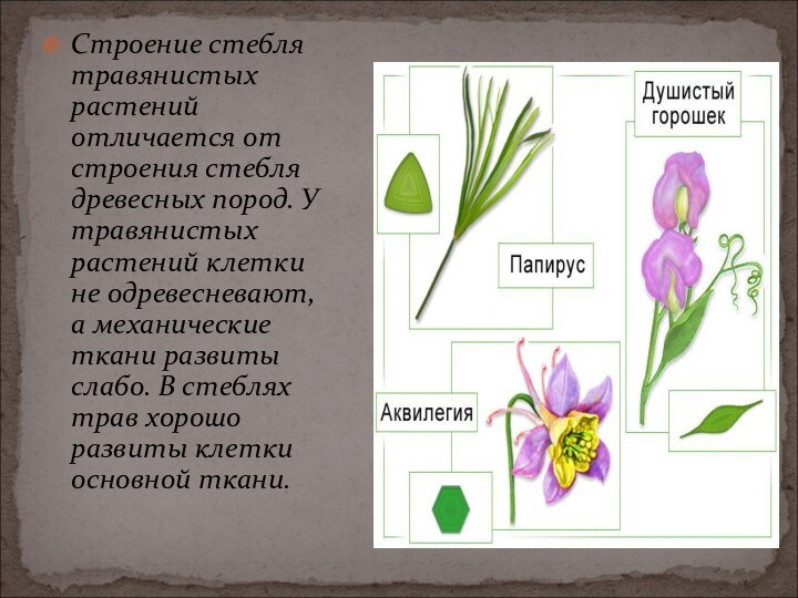 Строение стебля травянистых растений отличается от строения стебля древесных пород. У травянистых