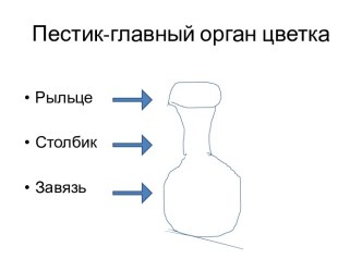 Пестик-главный орган цветка