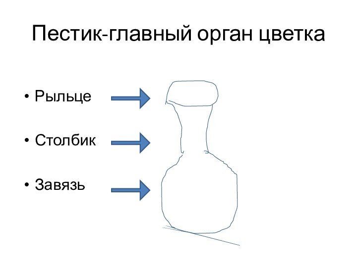 Пестик-главный орган цветкаРыльце           Столбик Завязь