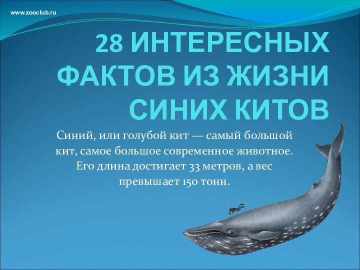 28 ИНТЕРЕСНЫХ ФАКТОВ ИЗ ЖИЗНИ СИНИХ КИТОВСиний, или голубой кит — самый