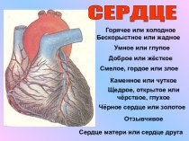 Сердце