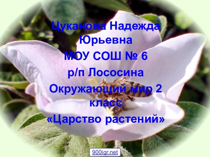 Цуканова Надежда Юрьевна МОУ СОШ № 6р/п ЛососинаОкружающий мир 2 класс«Царство растений»