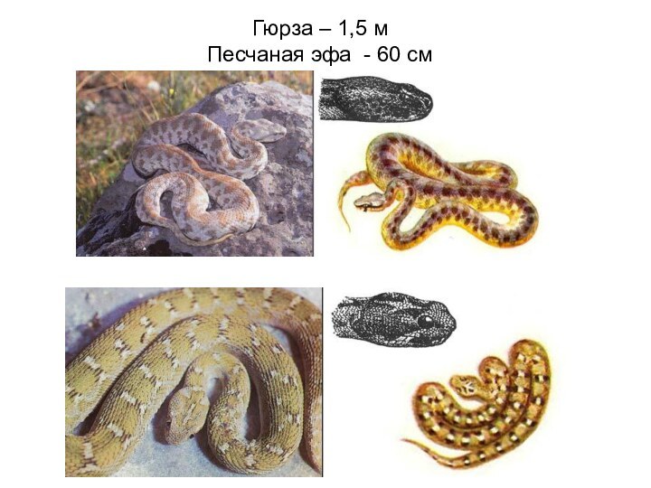 Гюрза – 1,5 м Песчаная эфа - 60 см