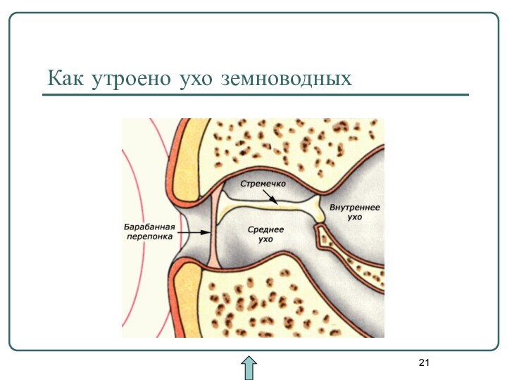 Как утроено ухо земноводных