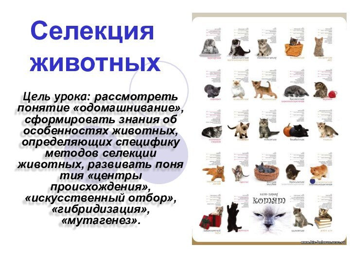 Цель урока: рассмотреть понятие «одомашнивание», сформировать знания об особенностях животных, опреде­ляющих специфику