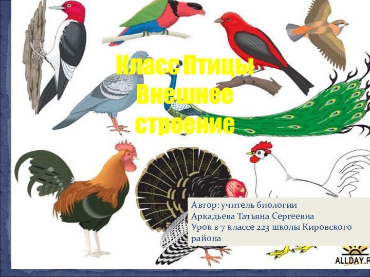 Класс ПтицыВнешнее строение Автор: учитель биологииАркадьева Татьяна СергеевнаУрок в 7 классе 223 школы Кировского района