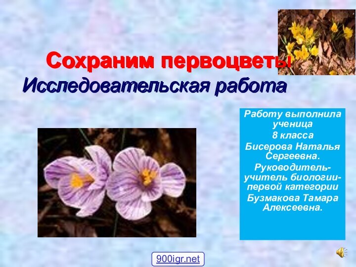 Сохраним первоцветы Исследовательская работаРаботу выполнила ученица 8 классаБисерова Наталья Сергеевна.