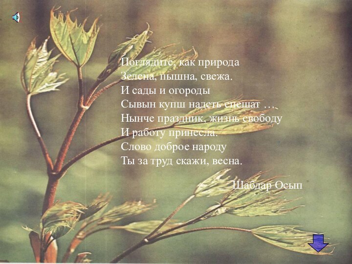 Поглядите, как природаЗелена, пышна, свежа.И сады и огородыСывын купш надеть спешат …Нынче