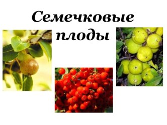 Семечковые плоды