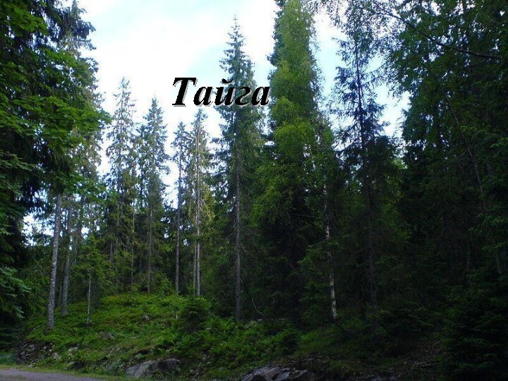 Тайга