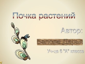 Почка растений