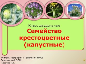 Крестоцветные