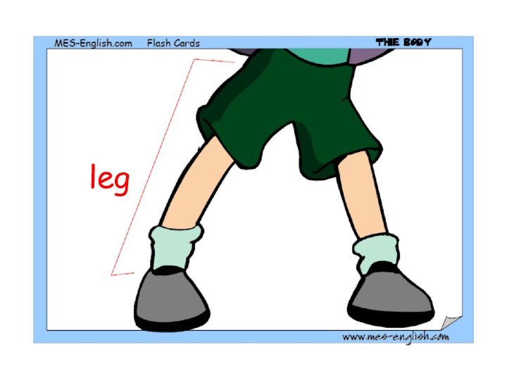 leg