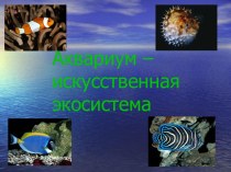 Аквариум – искусственная экосистема