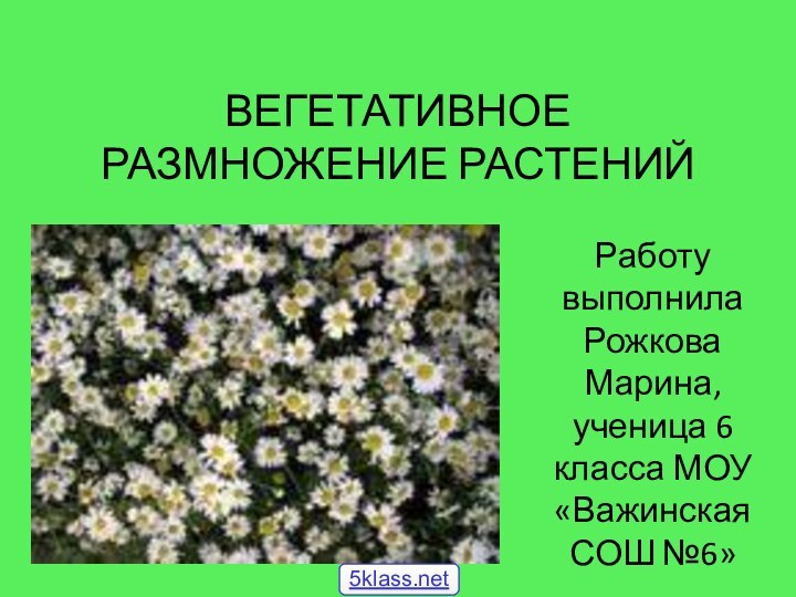 ВЕГЕТАТИВНОЕ РАЗМНОЖЕНИЕ РАСТЕНИЙРаботу выполнила Рожкова Марина, ученица 6 класса МОУ «Важинская СОШ №6»