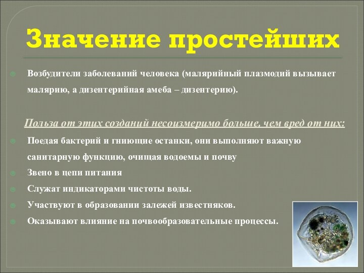 Значение простейшихВозбудители заболеваний человека (малярийный плазмодий вызывает малярию, а дизентерийная амеба –