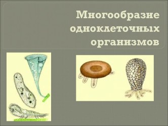 Многообразие одноклеточных организмов