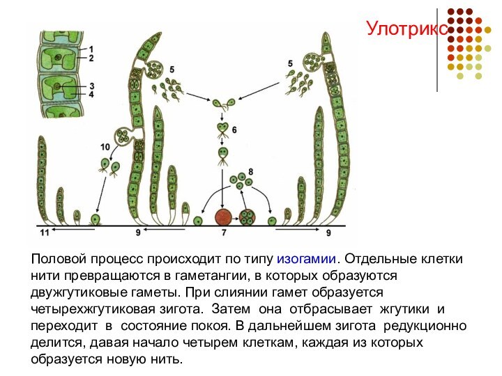 Половой процесс происходит по типу изогамии. Отдельные клетки нити превращаются в гаметангии,