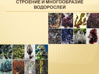 Строение и многообразие водорослей (5 класс)