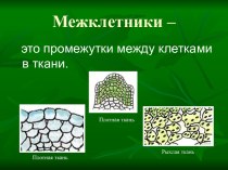 Основы исследований тканей растений обучающимися