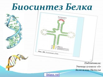 Биосинтез белка кратко