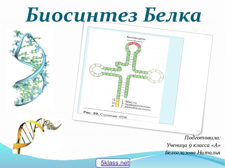 Биосинтез БелкаПодготовила:Ученица 9 класса «А»Белоглазова Наталья