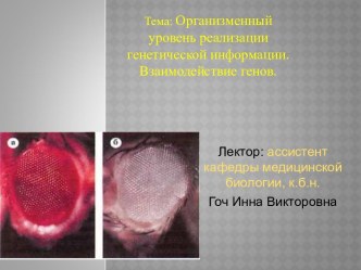 ОРГАНИЗМЕННИЙ УРОВЕНЬ РЕАЛИЗАЦИИ ГЕНЕТИЧЕСКОЙ