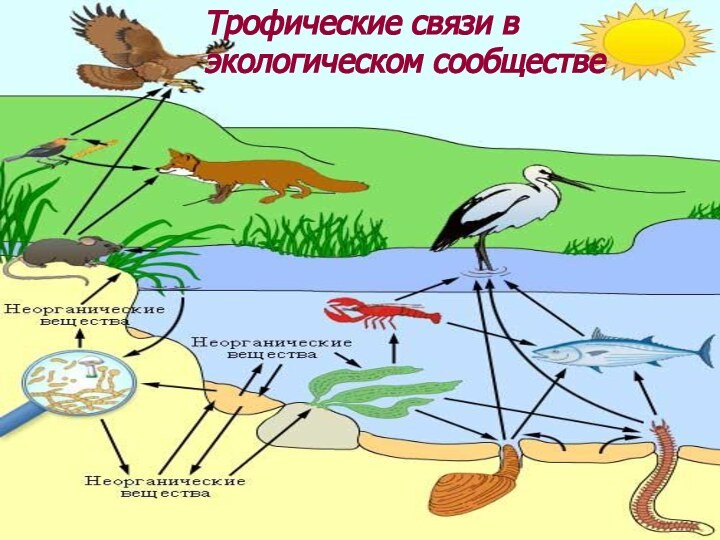 Трофические связи в экологическом сообществе