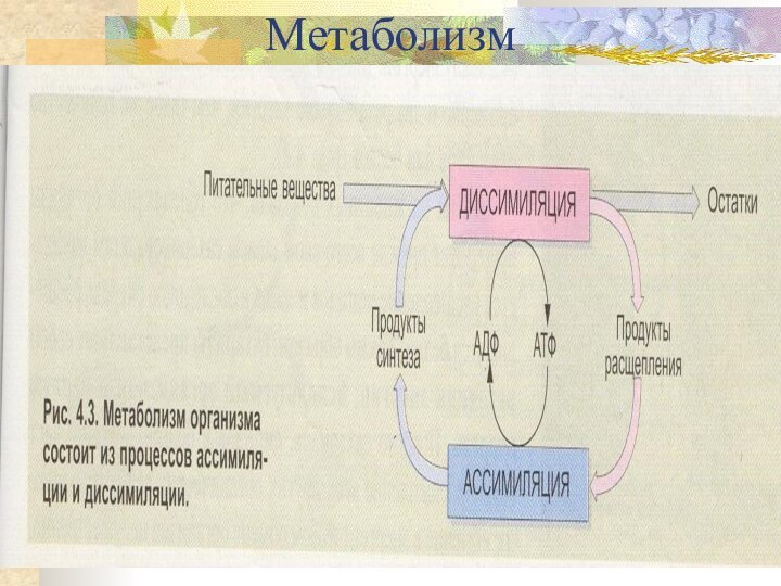 Метаболизм