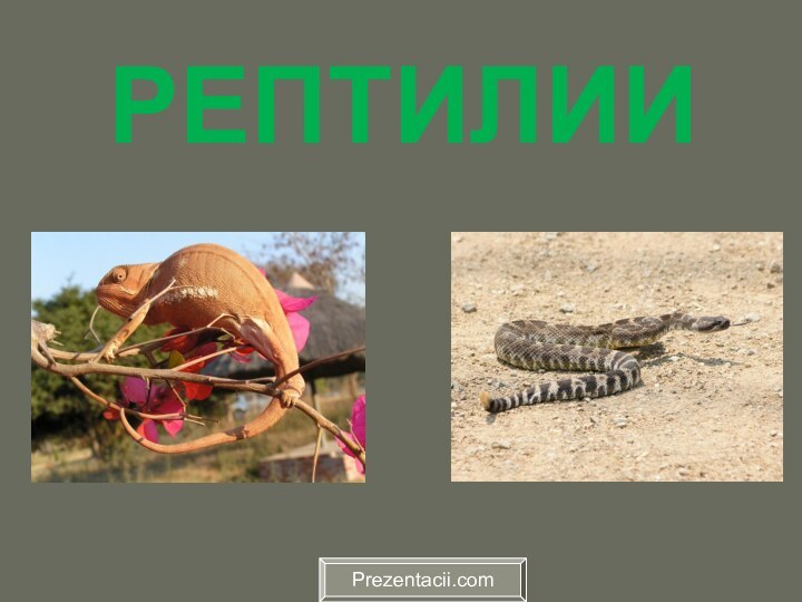 РЕПТИЛИИPrezentacii.com