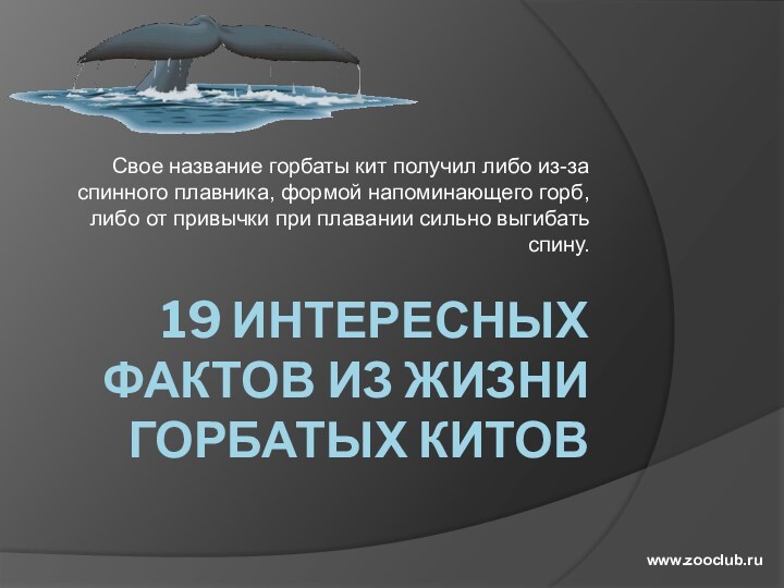 19 ИНТЕРЕСНЫХ ФАКТОВ ИЗ ЖИЗНИ ГОРБАТЫХ КИТОВСвое название горбаты кит получил либо