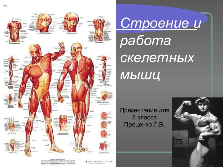 Строение и работа скелетных мышцПрезентация для 8 классаПроценко Л.В.