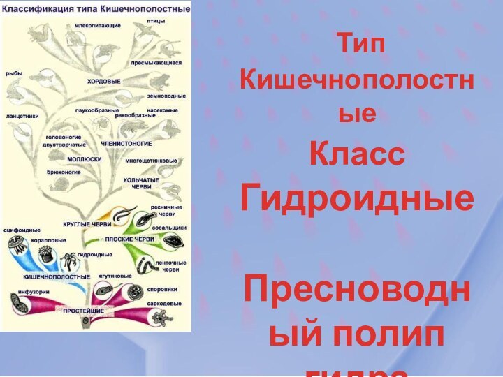 Тип Кишечнополостные Тип КишечнополостныеКласс ГидроидныеПресноводный полип гидра