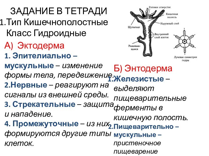 ЗАДАНИЕ В ТЕТРАДИТип Кишечнополостные  Класс Гидроидные