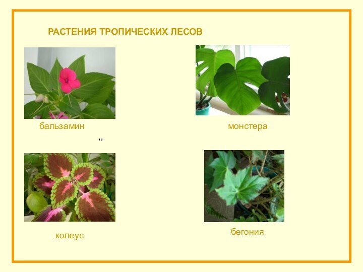 РАСТЕНИЯ ТРОПИЧЕСКИХ ЛЕСОВ,, бальзаминбегониямонстераколеус