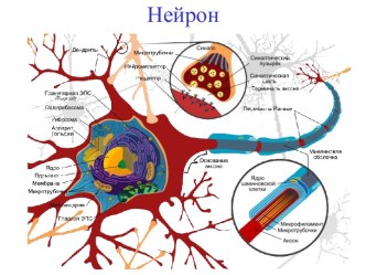 Нейрон