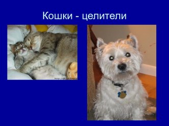 Кошки - целители