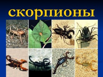 Скорпионы