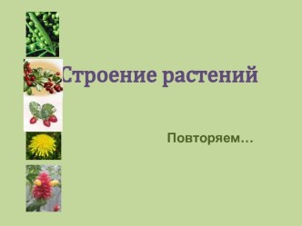 Строение растений