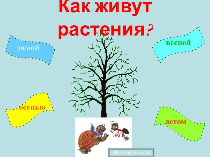 Как живут растения?Prezentacii.com