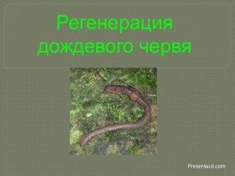 Регенерация дождевого червя