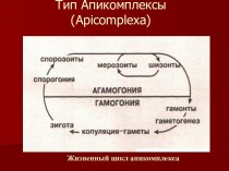 Тип Апикомплексы (Apicomplexa)