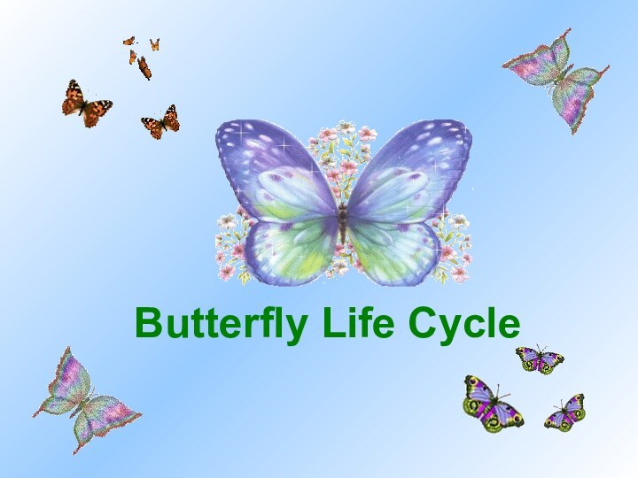 Butterfly Life Cycle