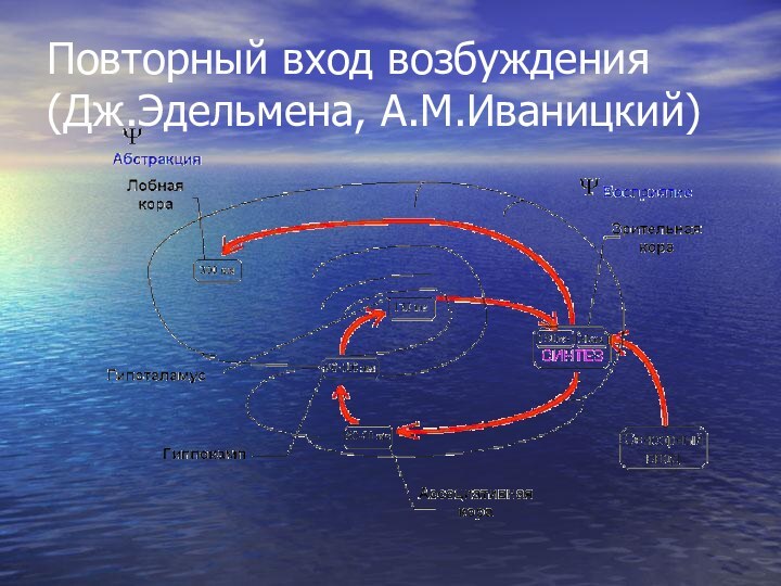 Повторный вход возбуждения (Дж.Эдельмена, А.М.Иваницкий)