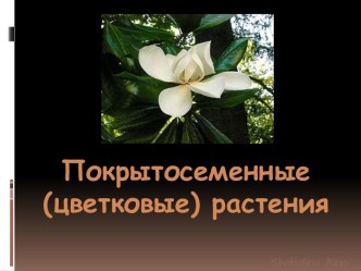 Покрытосеменные(цветковые) растения