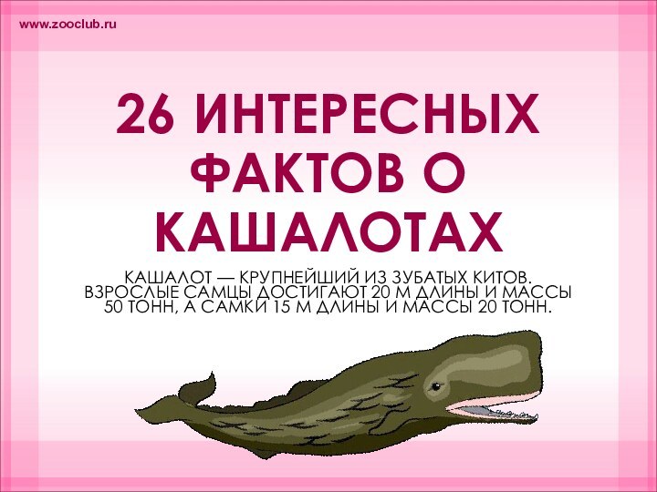 26 ИНТЕРЕСНЫХ ФАКТОВ О КАШАЛОТАХКАШАЛОТ — КРУПНЕЙШИЙ ИЗ ЗУБАТЫХ КИТОВ. ВЗРОСЛЫЕ САМЦЫ