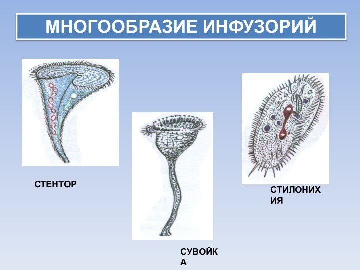 МНОГООБРАЗИЕ ИНФУЗОРИЙСТЕНТОРСУВОЙКАСТИЛОНИХИЯ